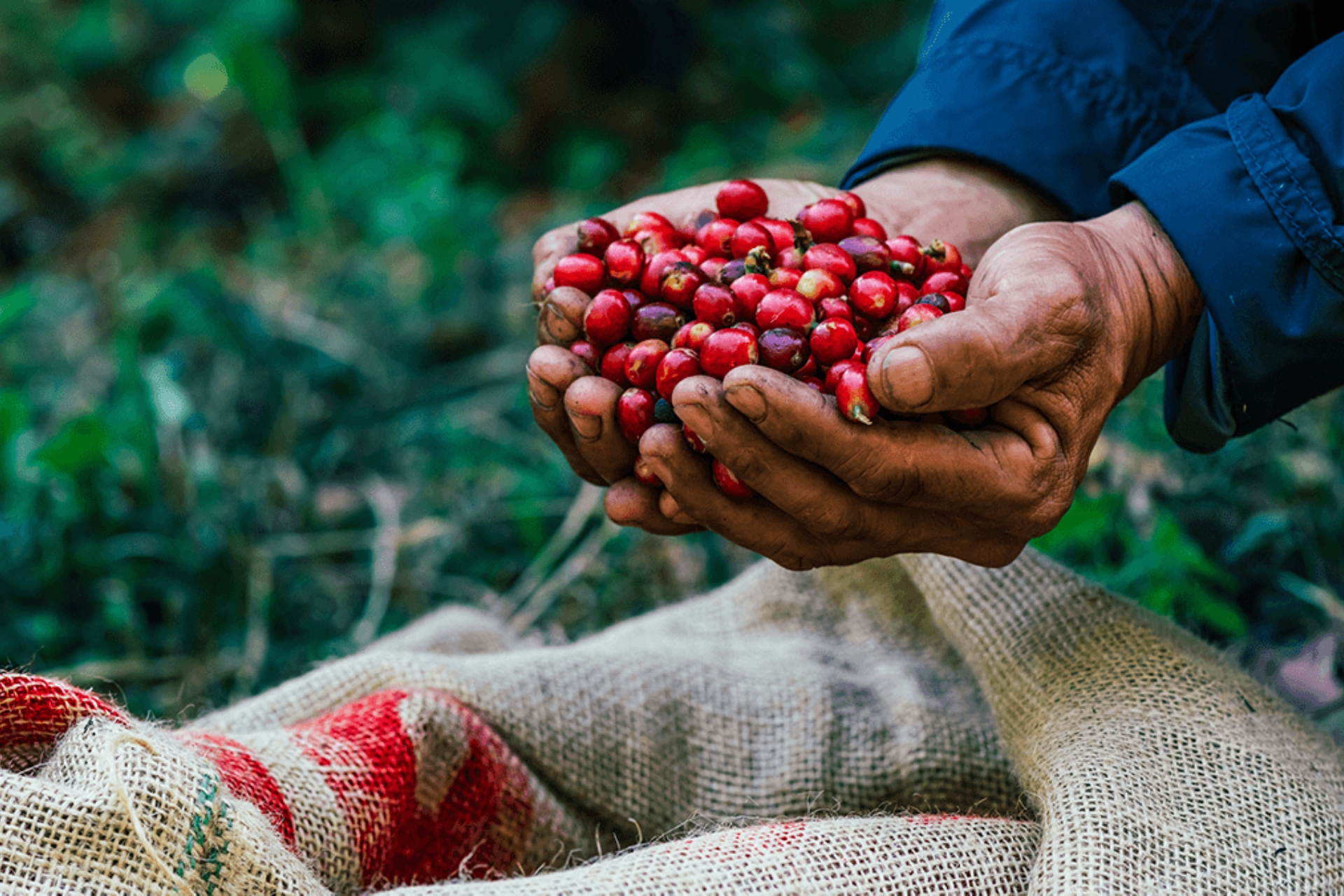 Koffiebonen op koffieplantage