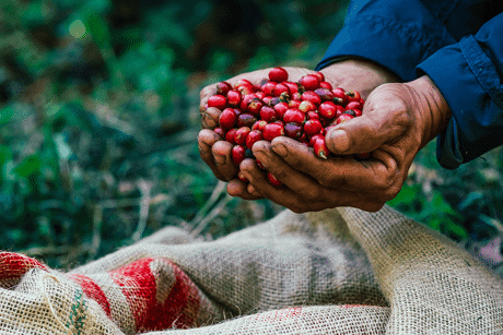 Van koffieplant tot koffie: het productieproces uitgelegd in 6 stappen